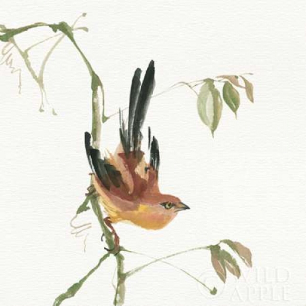 Mountain Bush Warbler Poster Print by Chris Paschke - Item # VARPDX23941